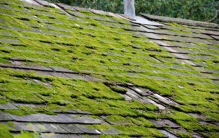 moss on roofs