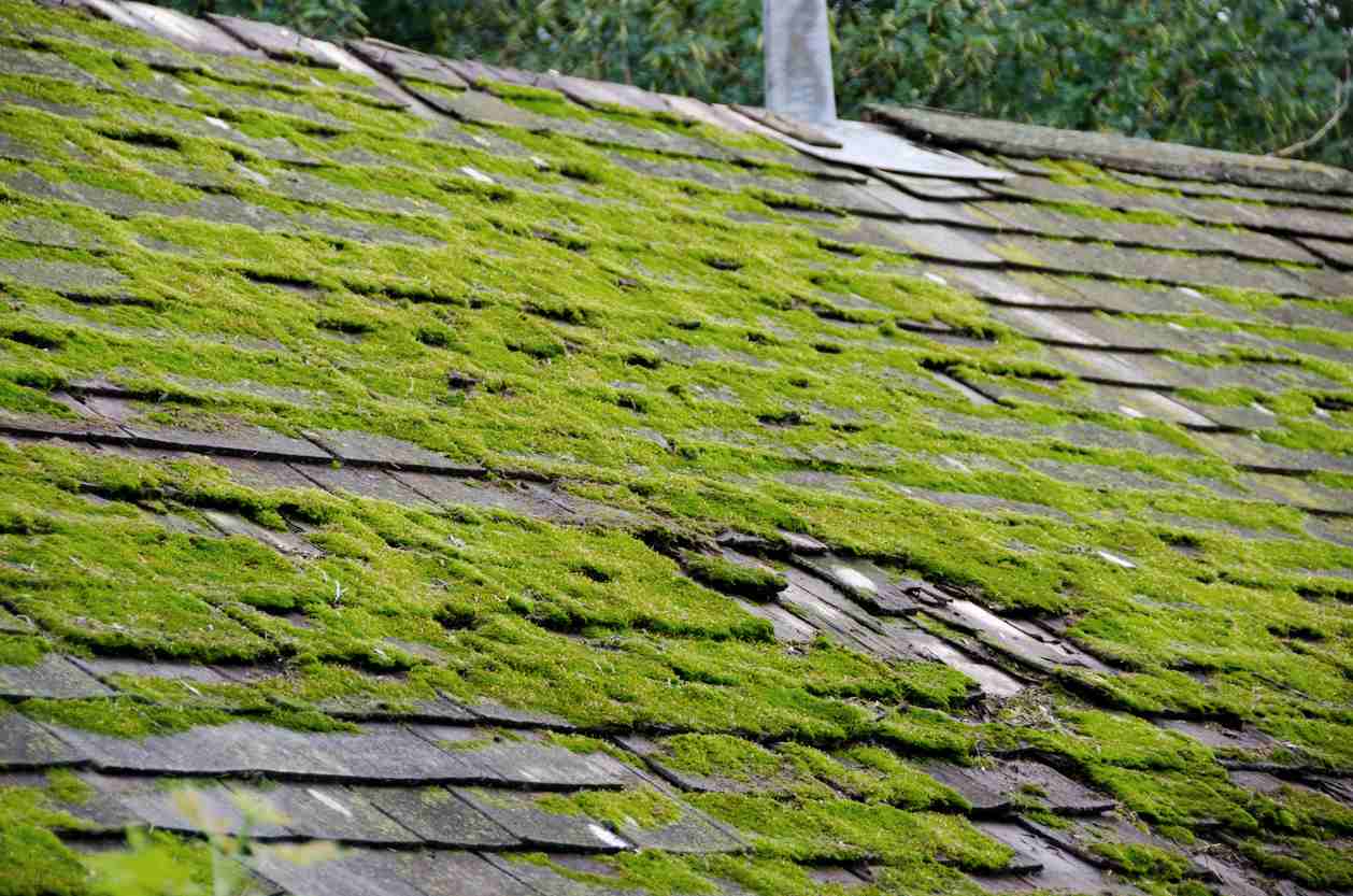 moss on roofs